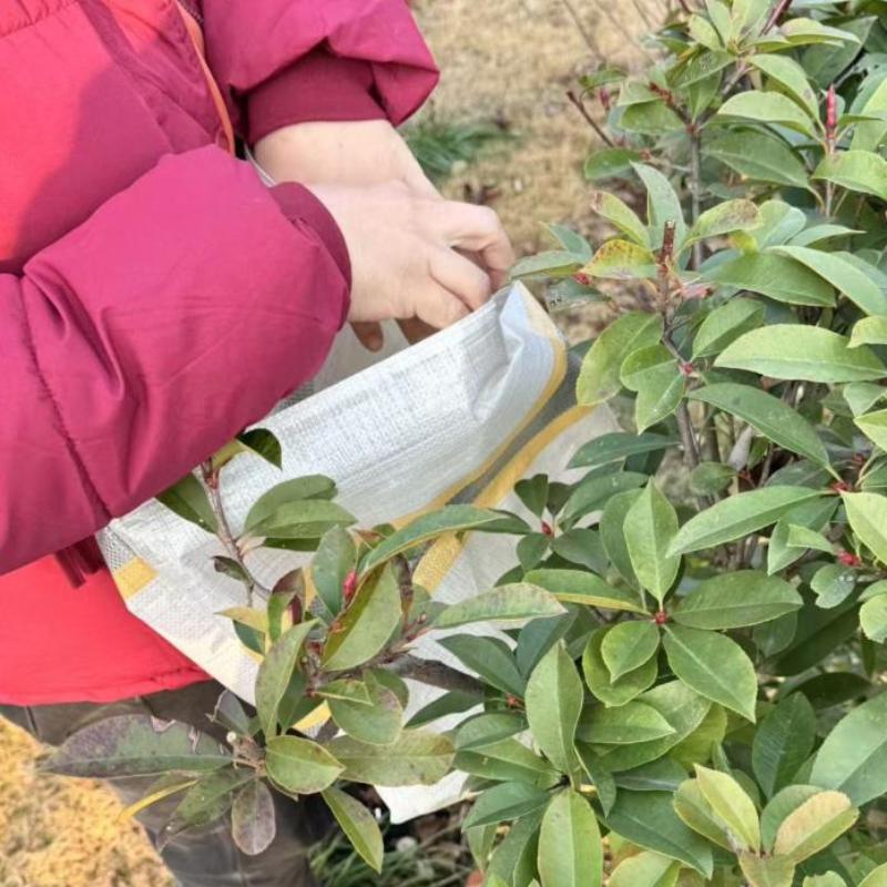 〔NN71〕Fruit Picking Bag Reusab - Reusable Produce Bag recension och pris